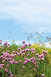 Wildkräuter-Wiese in der Umgebung von Lindlar